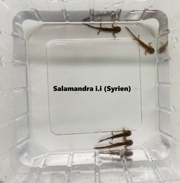 Salamandra i.infraimmaculata