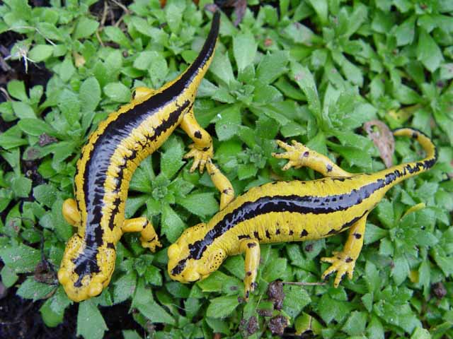 Salamandra s. alfredschmidti (Rio Fabar Tal) feuersalamander blog