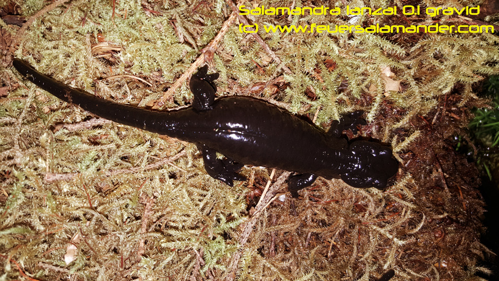 https://www.feuersalamander.de/blog/wp-content/uploads/2016/08/lanzai_1_2016.jpg