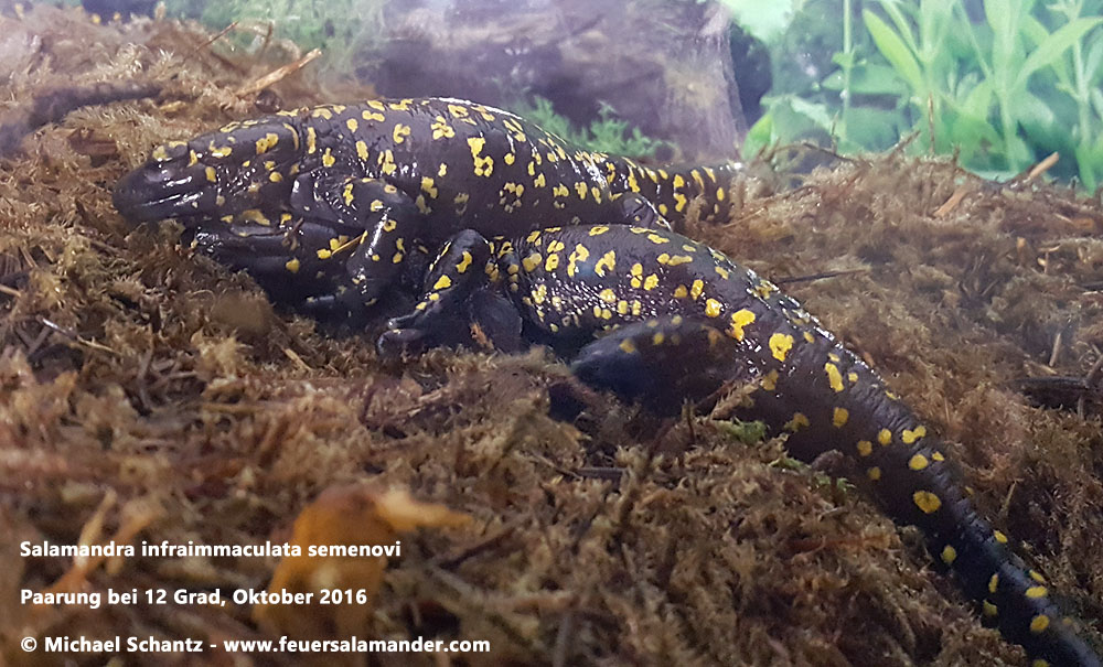 Salamandra infraimmaculata semenovi